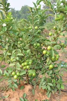 an apple tree with green apples growing on it