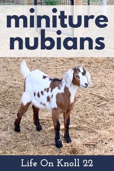 a brown and white goat standing on top of dry grass