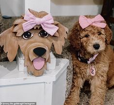 a brown dog sitting next to a wooden mask on top of a white box with a pink bow