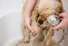 a dog is being washed in the bathtub with water from a faucet