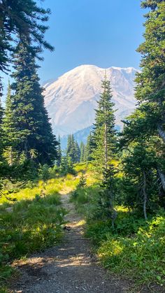 a dirt path in the woods leading to a snow capped mountain with trees on both sides