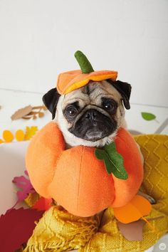 a small pug dog wearing a pumpkin costume