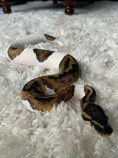 two snakes laying on top of a white carpet next to each other in the middle of a room