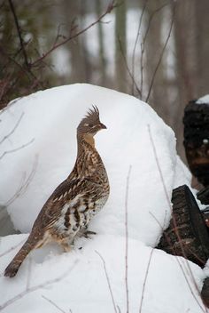 a brown and white bird standing on top of snow covered ground next to tree branches