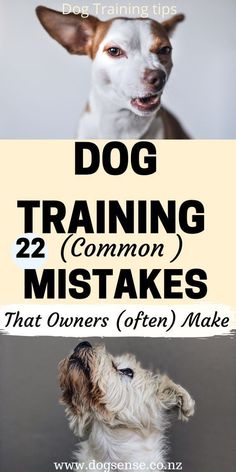 Dog Brain Training Tricks Lou Dog, Socializing Dogs, Dog Training Videos