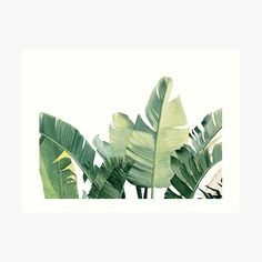 some very pretty green plants in the middle of a white background art print by pacificstocker