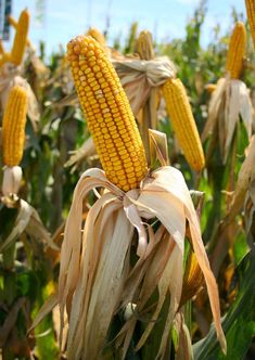 corn on the cob is ready to be picked from the field in summertime