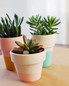 three potted plants sitting on top of a table