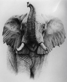 an elephant's head with tusks and large ears, drawn in pencil