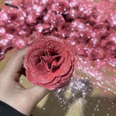 a hand holding a red rose in front of pink flowers