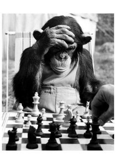 a chimpan sitting at a chess board with his hands on the head