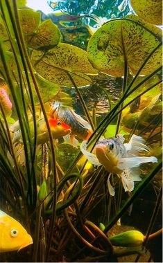 some fish are swimming in the water near plants and grass, with blue sky behind them