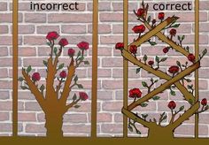 three different types of flowers in front of a brick wall, with the words correct and correct