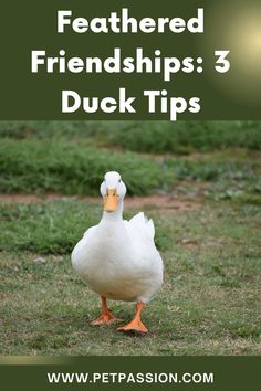 Feathered Friendships: 3 Duck Tips Duck Feather, Trust Yourself, Pet Care, Like You