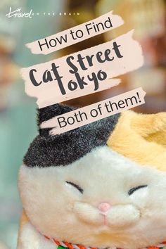 a close up of a stuffed animal with the caption how to find cat street tokyo both of them