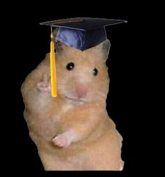 a hamster wearing a graduation cap and holding it's paws up in the air