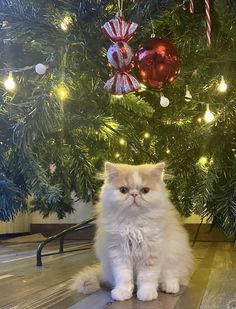 a fluffy white cat sitting in front of a christmas tree