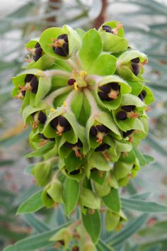 a close up view of some very pretty green flowers on a tree branch with lots of leaves