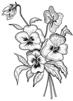 an ink drawing of some flowers on a white background, vintage line drawing or engraving style