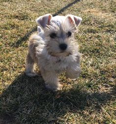 a small white dog standing on top of a grass covered field