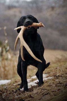 a black dog holding a stick in its mouth