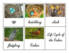 four pictures with different birds and their names in the same box, including one bird's nest