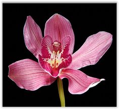 a pink flower with white stamens on a black background