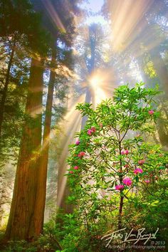 the sun shines through the trees and flowers in the forest with pink flowers on them