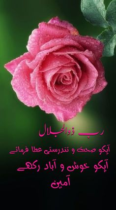 a pink rose with arabic writing on it and the words in two languages are shown