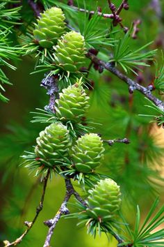 pine cones are growing on the branch of a tree