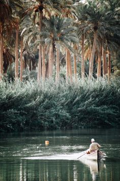 a man in a canoe paddling down a river surrounded by palm trees and bushes