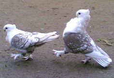 two birds standing next to each other on the ground