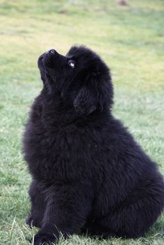 a black dog sitting on top of a lush green field