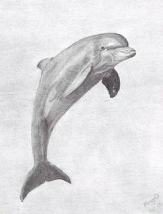 a pencil drawing of a dolphin jumping in the air with it's mouth open