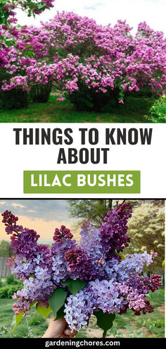 20 Stunning Lilac Varieties To Fill Your Garden with fragrance and Color Small Lilac Bush, Lilac Bushes Along Fence, Lilac Bushes Landscaping, What To Plant With Irises, Lilac Landscaping Ideas, Lilac Garden Ideas, Lilac Garden Landscapes, Pruning Lilac Bushes