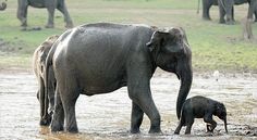 an adult elephant standing next to a baby elephant in the water with other elephants behind it