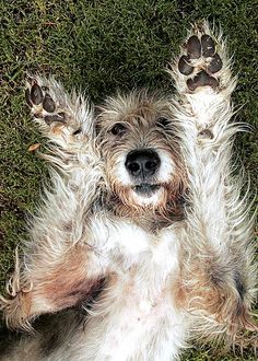 a dog laying on its back in the grass with his paws up and eyes closed