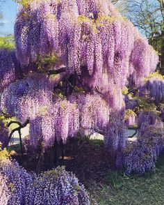 purple flowers are growing on the branches of a tree