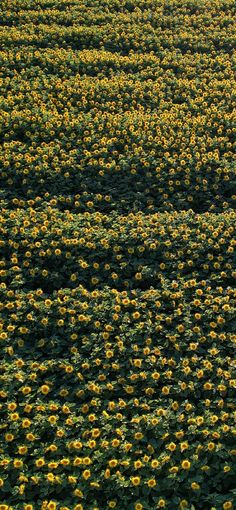 a field full of sunflowers with the sky in the background