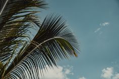 palm tree leaves against a blue sky with clouds