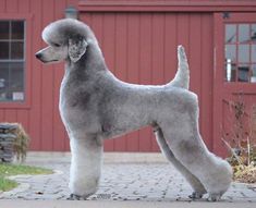 a gray poodle standing in front of a red building