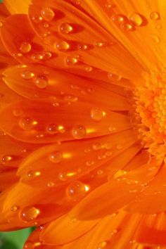 an orange flower with water droplets on it's petals and the words seja pax seja us