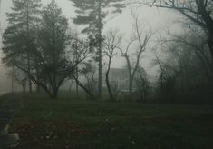 trees and grass on a foggy day