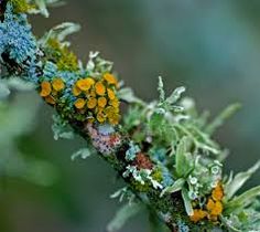 some yellow and green moss growing on a branch