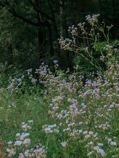 an open field filled with lots of wildflowers and green trees in the background