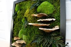 a moss covered wall with mushrooms and ferns