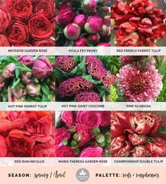 the different types of flowers are shown in this image, including red and pink roses