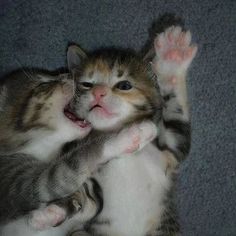 two kittens are playing with each other on the floor in front of their paws