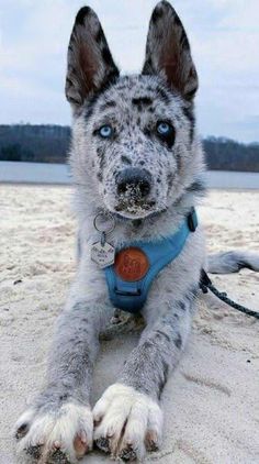 a dog with blue eyes laying in the sand