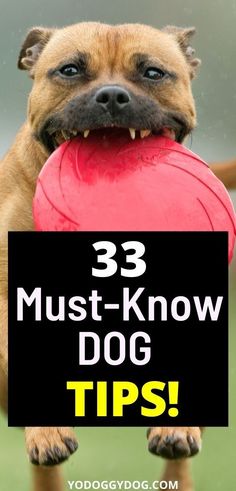 a dog holding a red frisbee in its mouth with the words, 33 must - know dog tips